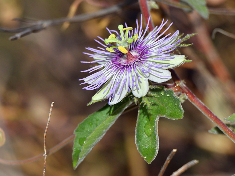 Passiflora.jpg