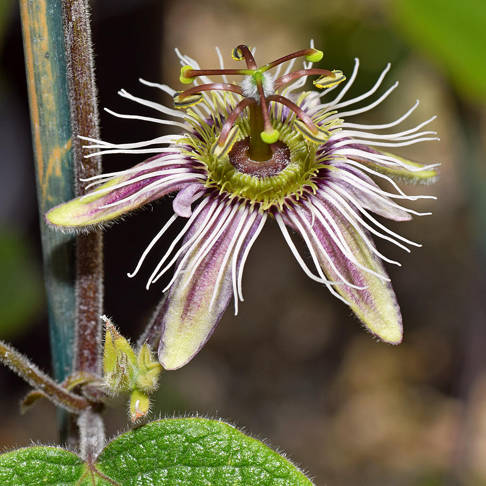 Passiflora.jpg