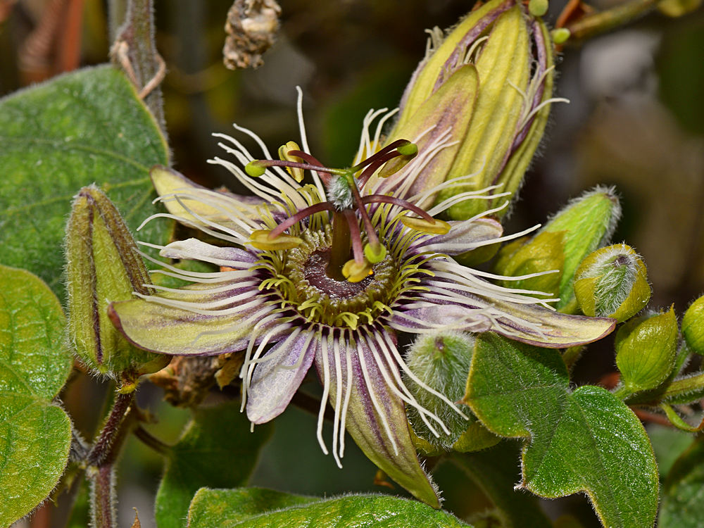 Passiflora.jpg