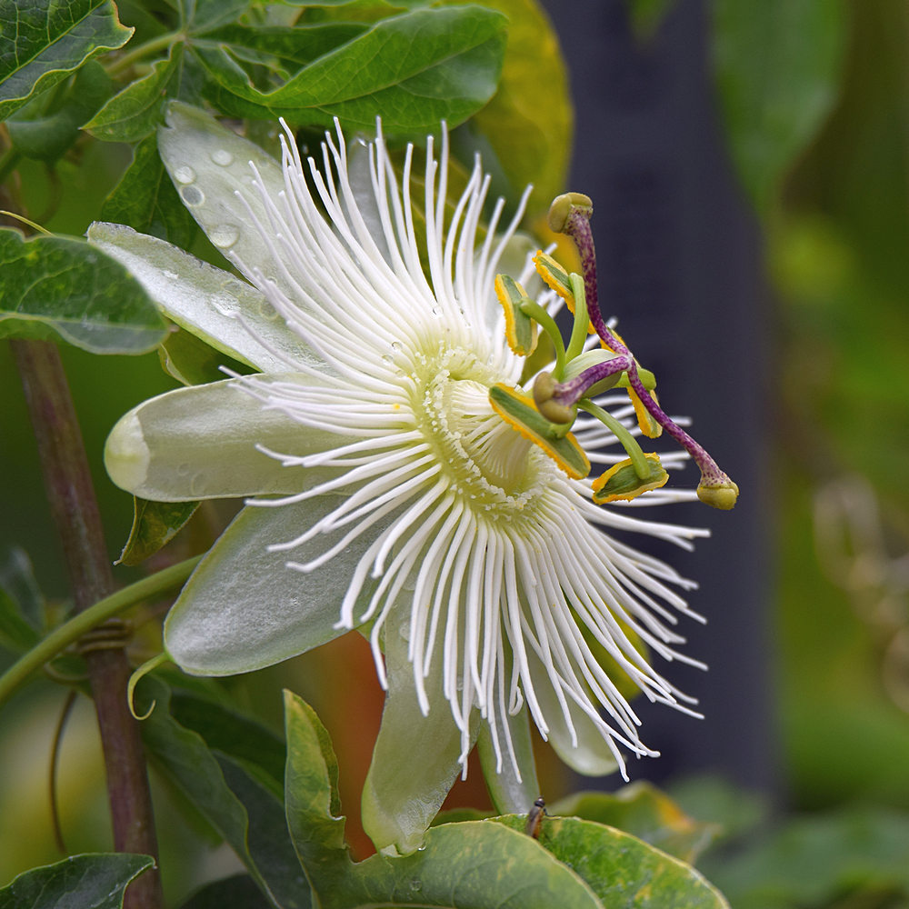 Passiflora.jpg