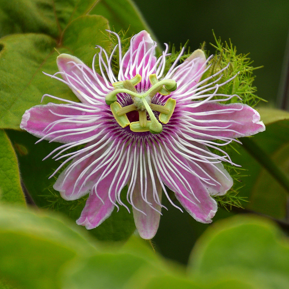 Passiflora.jpg