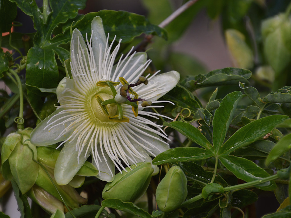 Passiflora.jpg