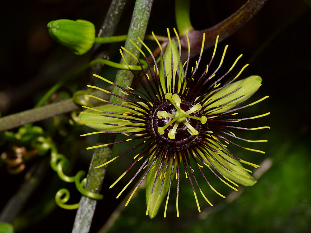 Passiflora.jpg