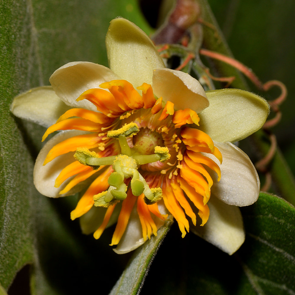 Passiflora.jpg