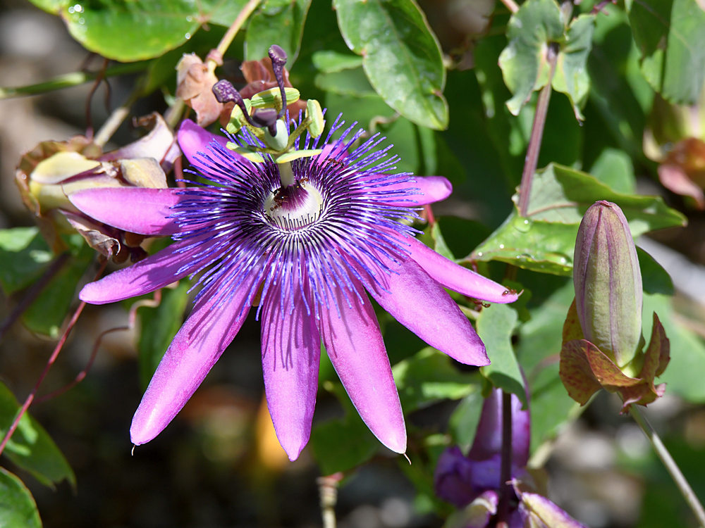 Passiflora.jpg