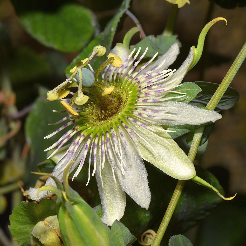 Passiflora.jpg