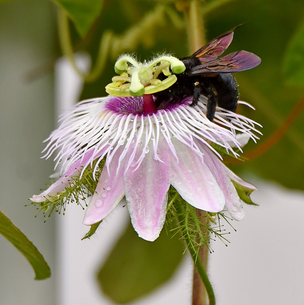 Passiflora.jpg