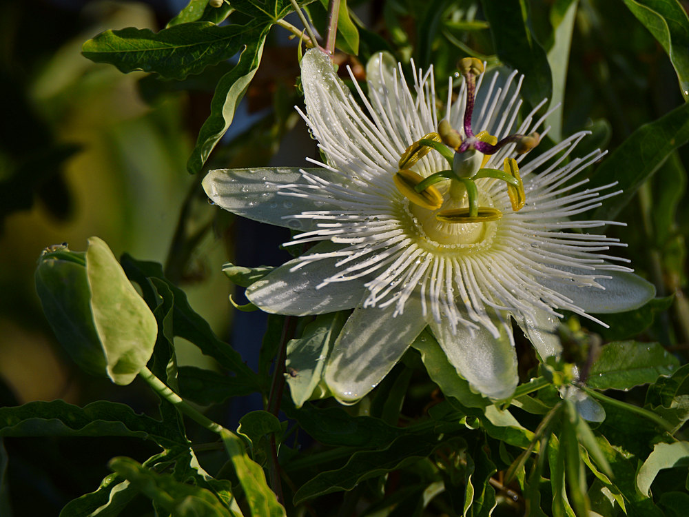 Passiflora.jpg