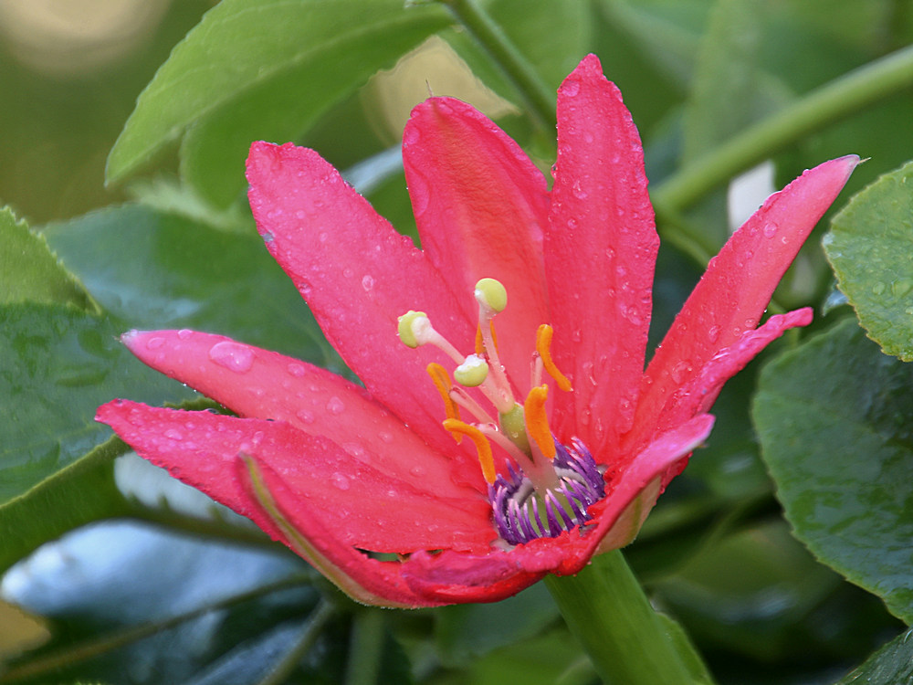 Passiflora.jpg