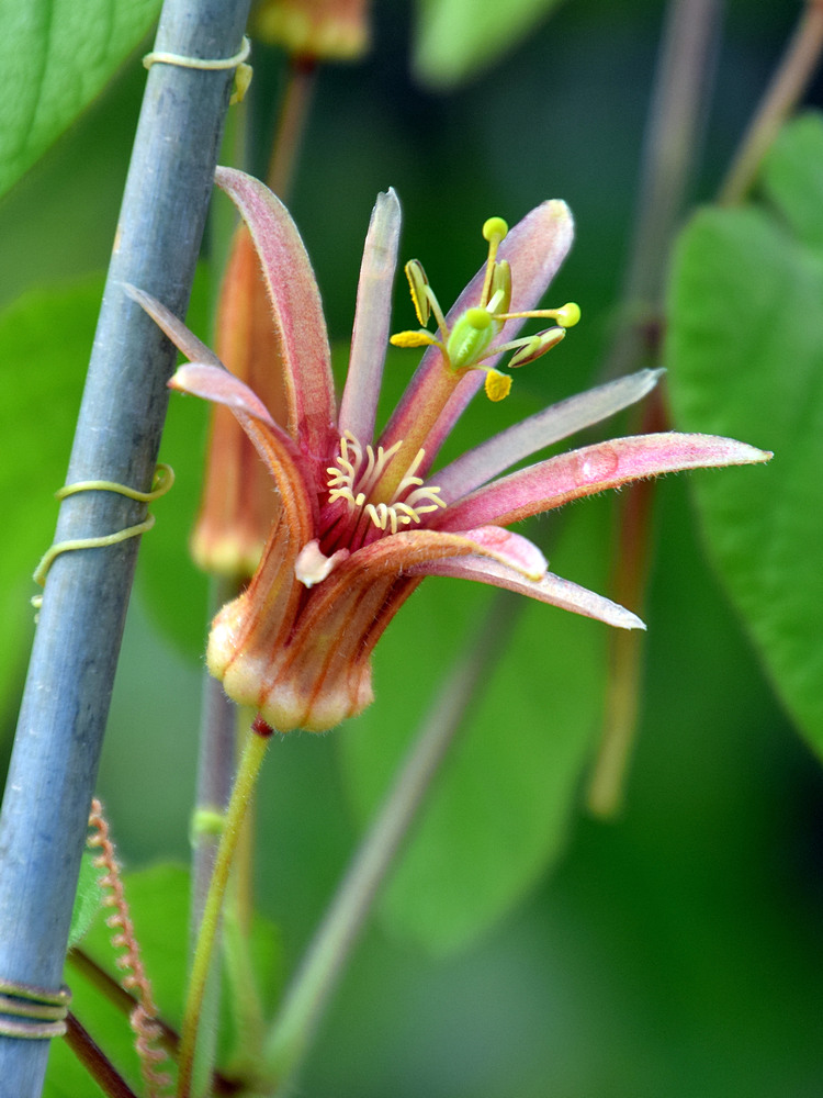 Passiflora.jpg