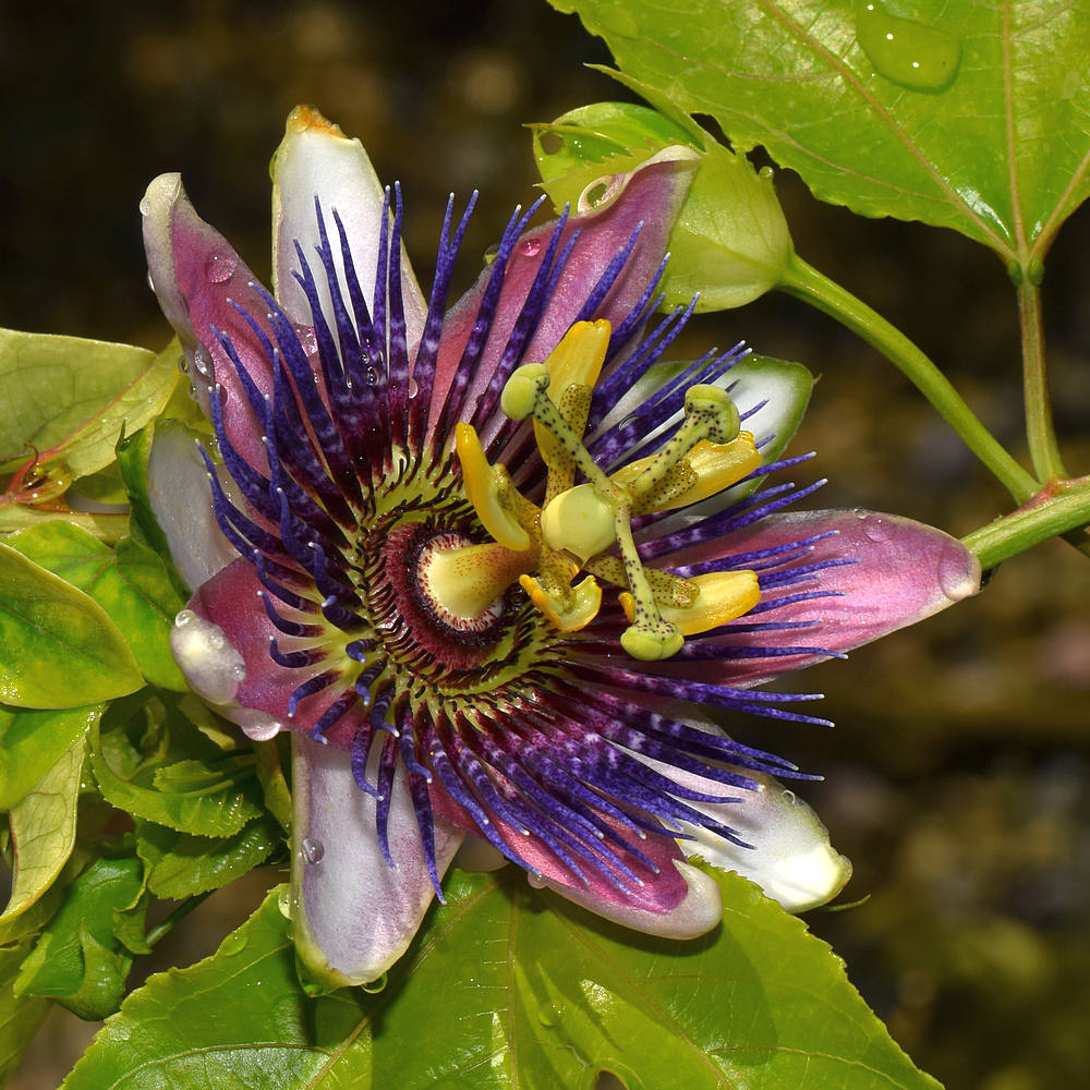Passiflora.jpg