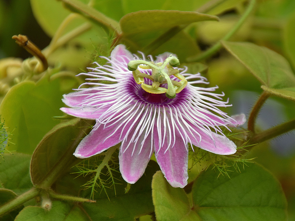 Passiflora.jpg
