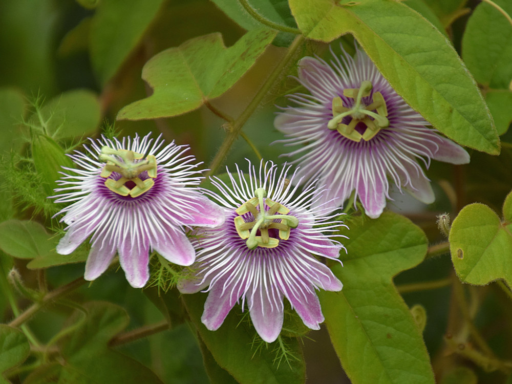 Passiflora.jpg