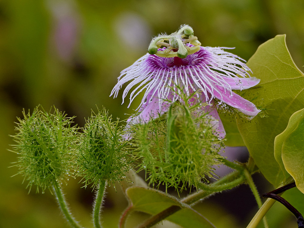 Passiflora.jpg