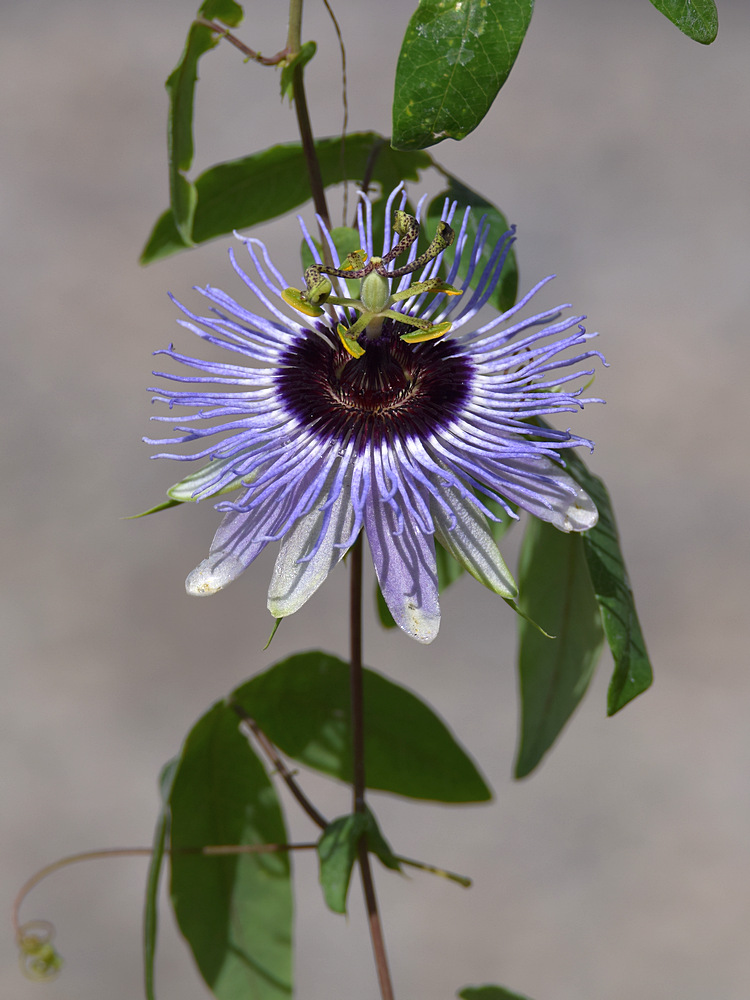 Passiflora.jpg