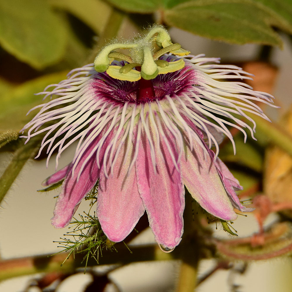 Passiflora.jpg