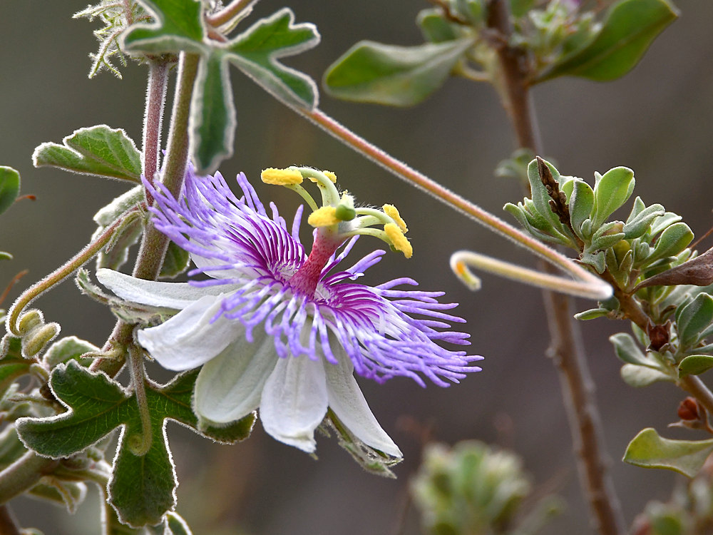 Passiflora.jpg
