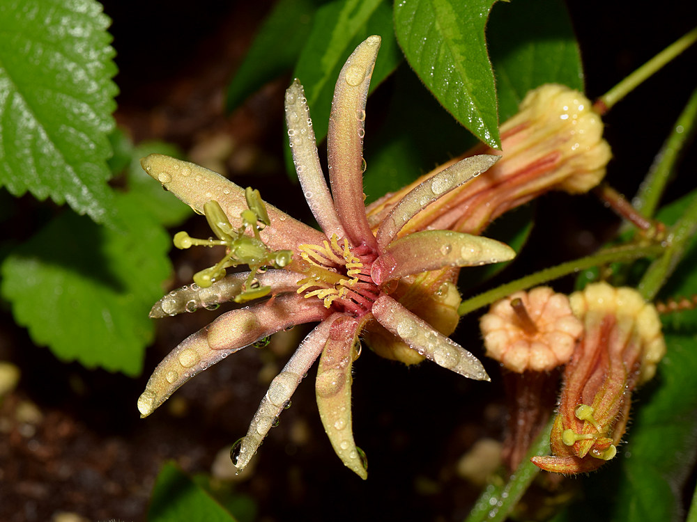 Passiflora.jpg
