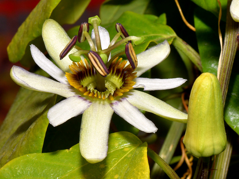 Passiflora.jpg