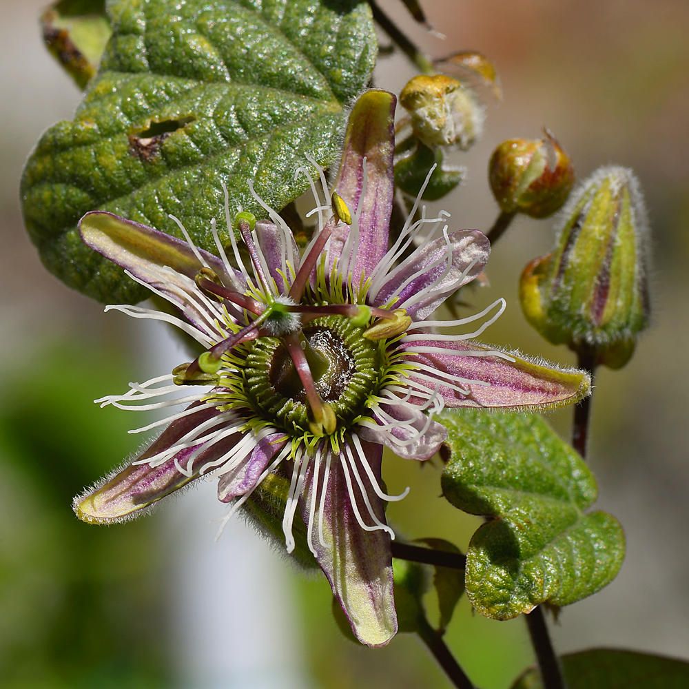 Passiflora.jpg
