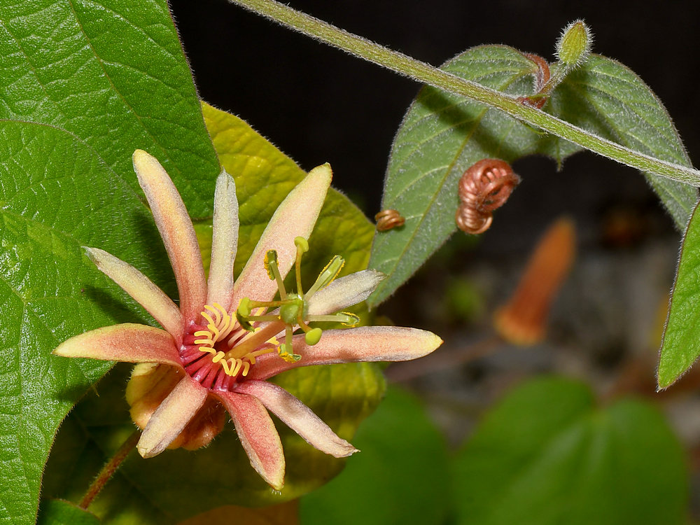 Passiflora.jpg