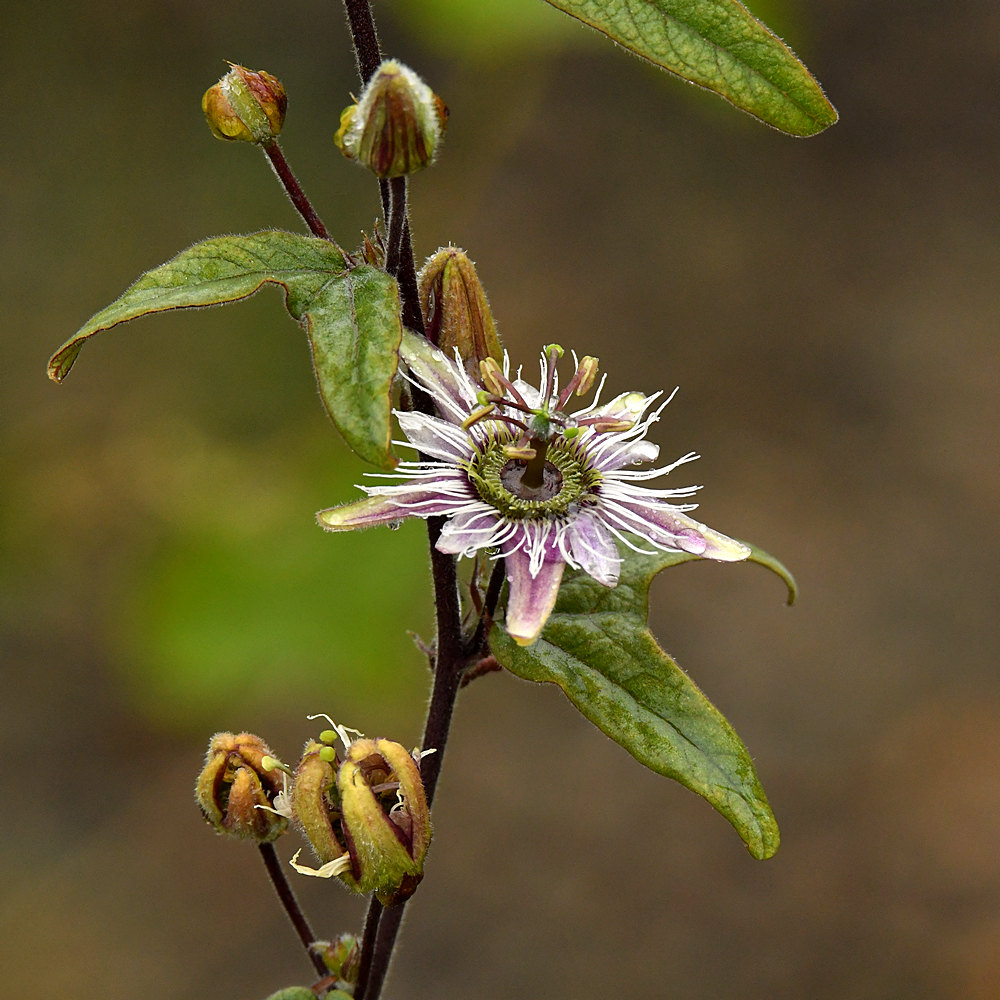 Passiflora.jpg