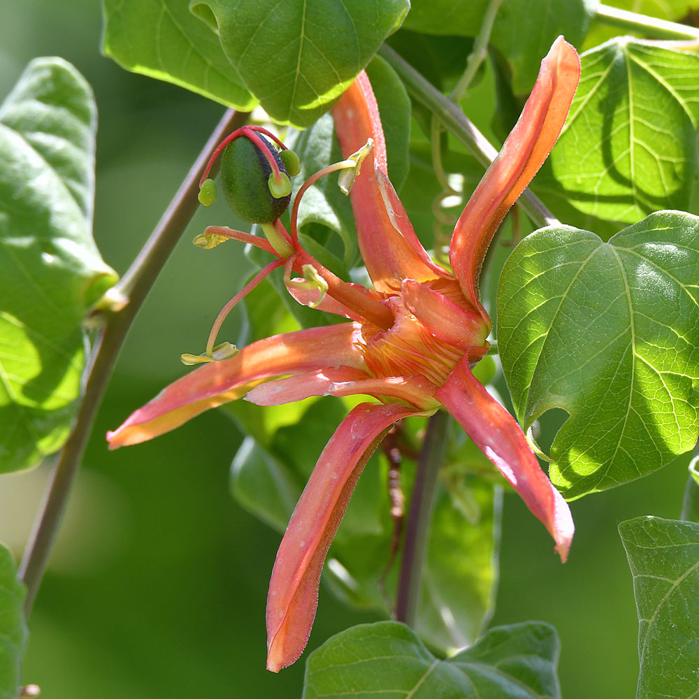 Passiflora.jpg