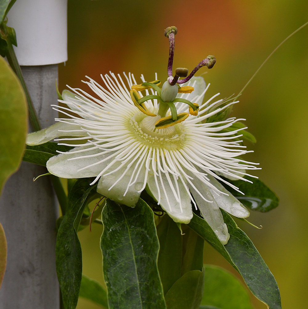Passiflora.jpg