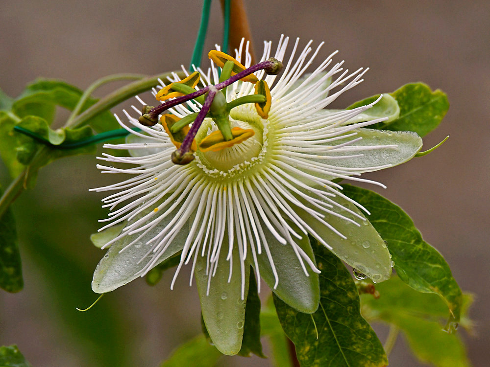 Passiflora.jpg