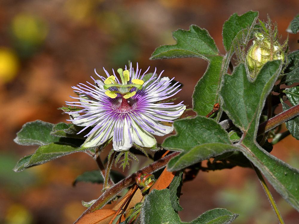 Passiflora.jpg