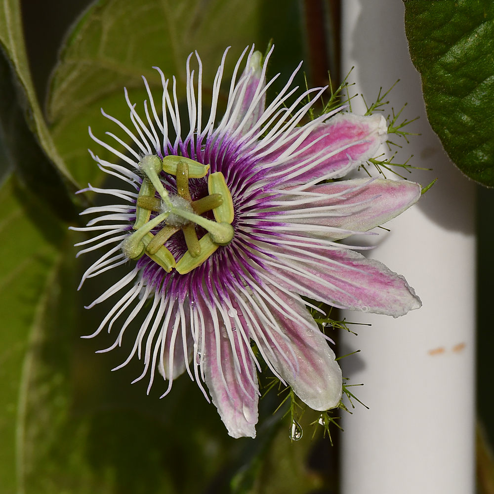 Passiflora.jpg