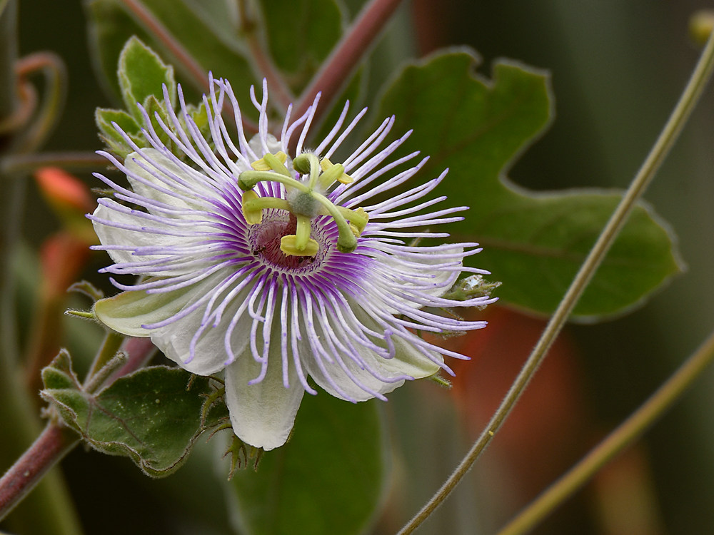 Passiflora.jpg