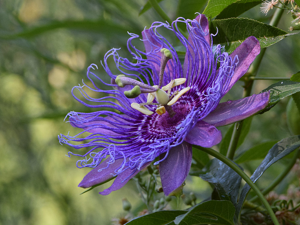 Passiflora.jpg
