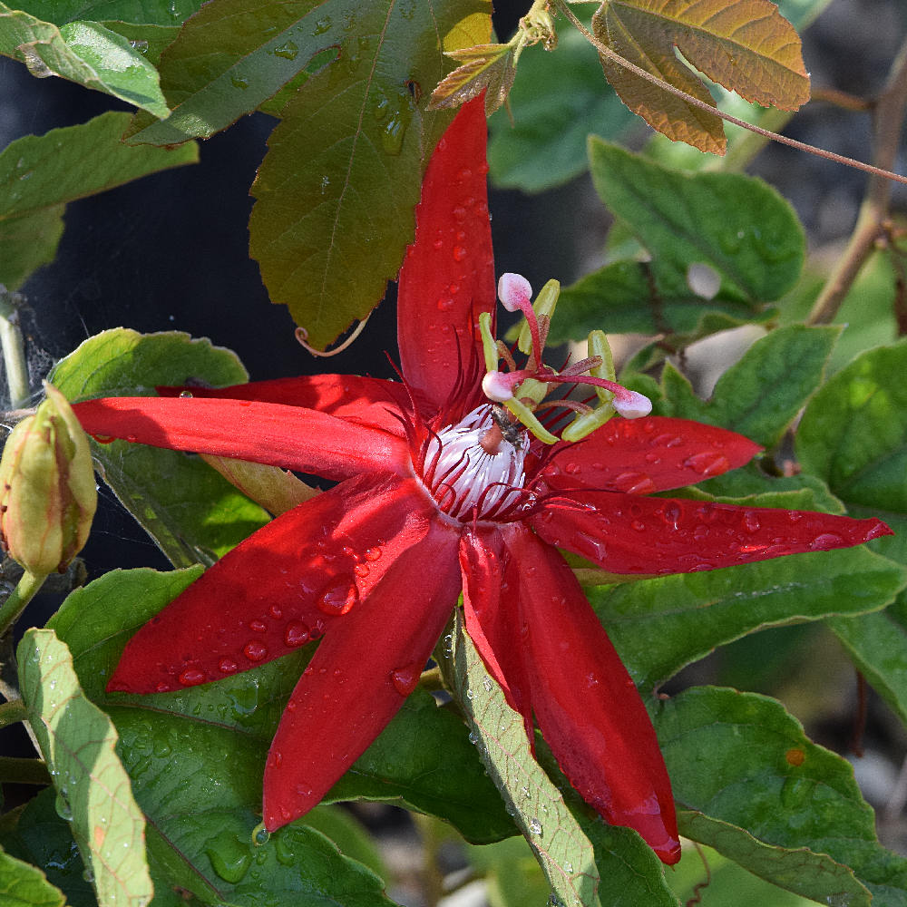 Passiflora.jpg