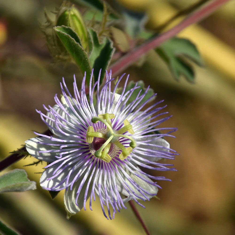 Passiflora.jpg