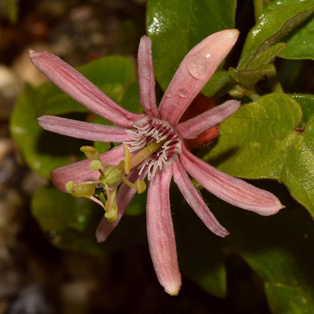 Passiflora.jpg