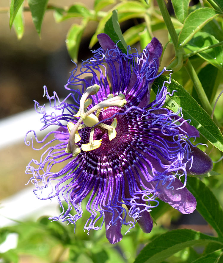 Passiflora.jpg