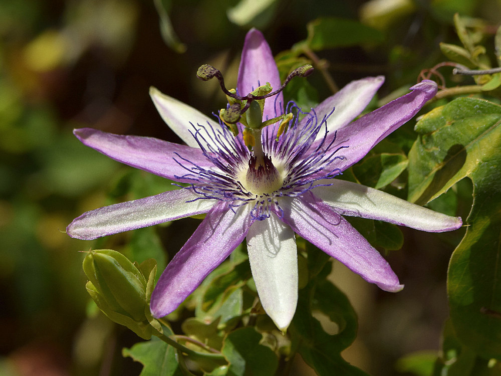 Passiflora.jpg