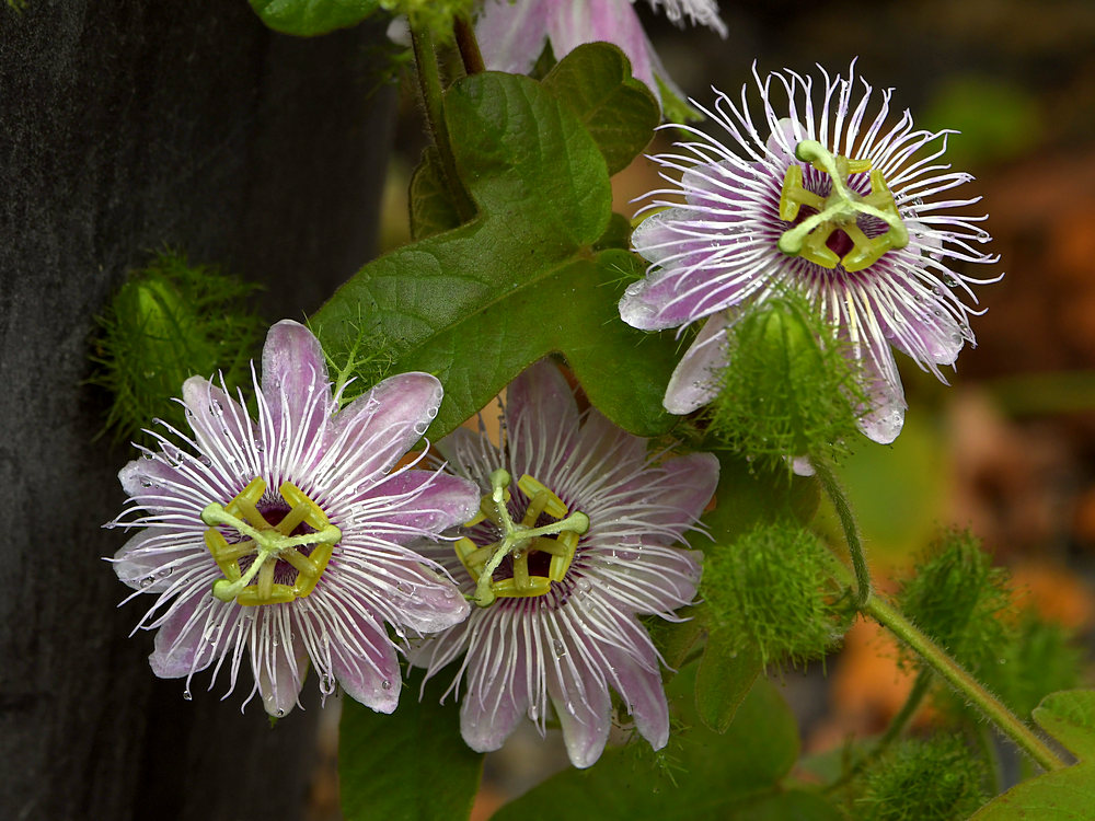 Passiflora.jpg