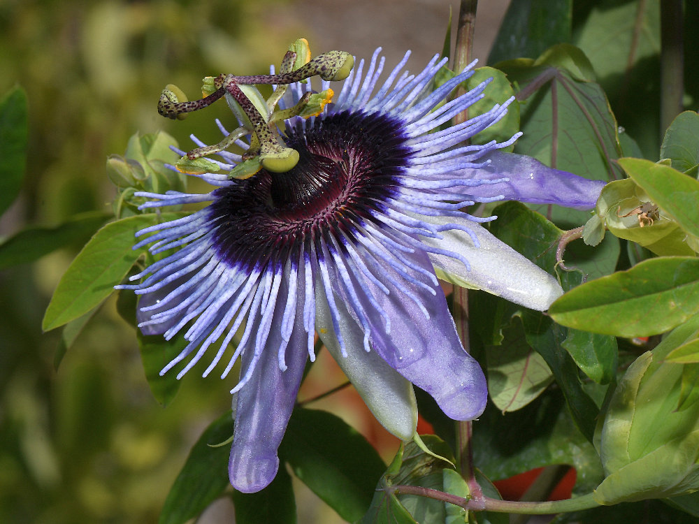 Passiflora.jpg