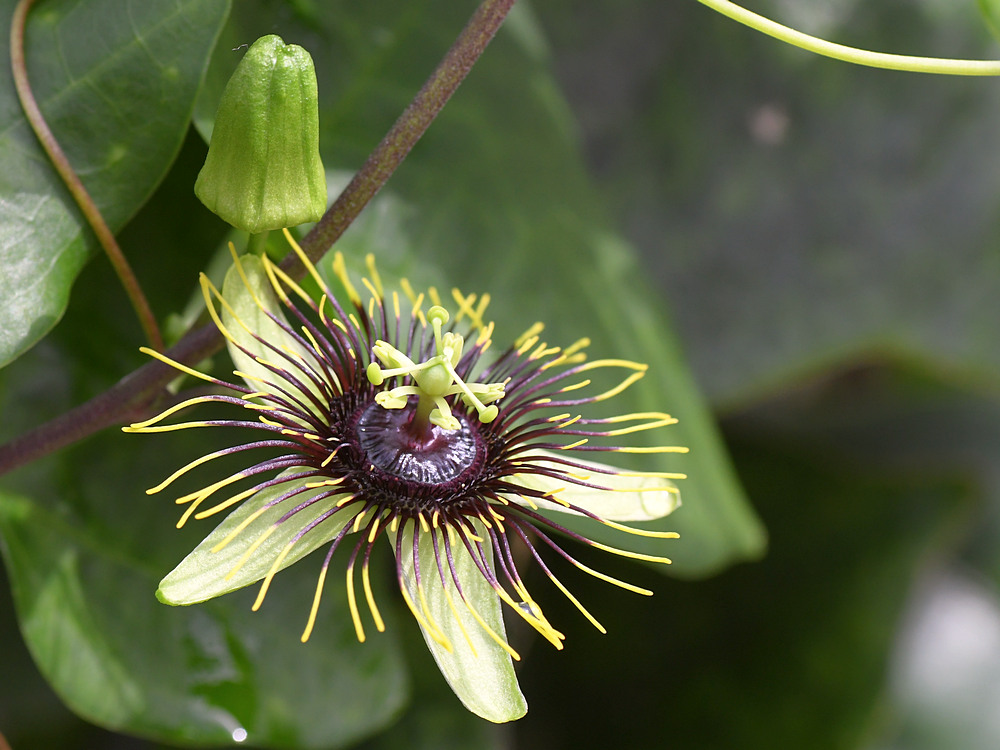 Passiflora.jpg