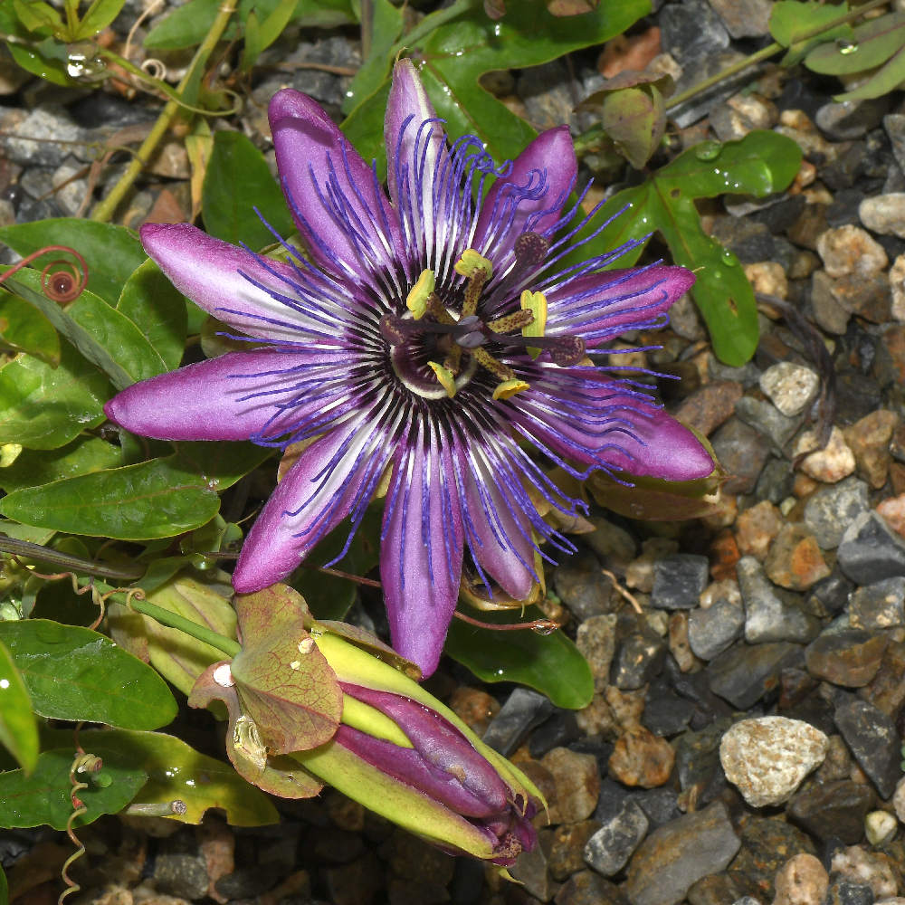 Passiflora.jpg