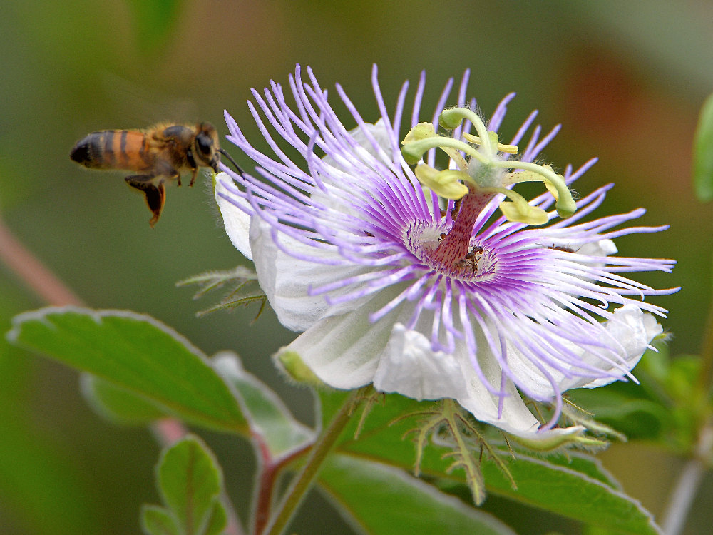 Passiflora.jpg