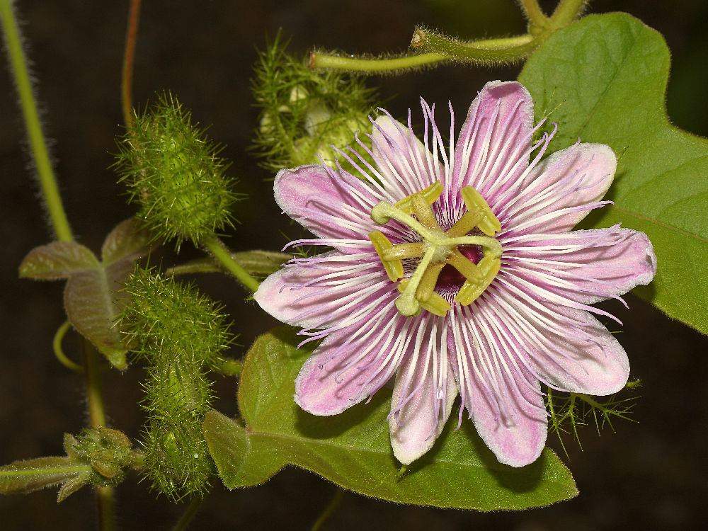 Passiflora.jpg