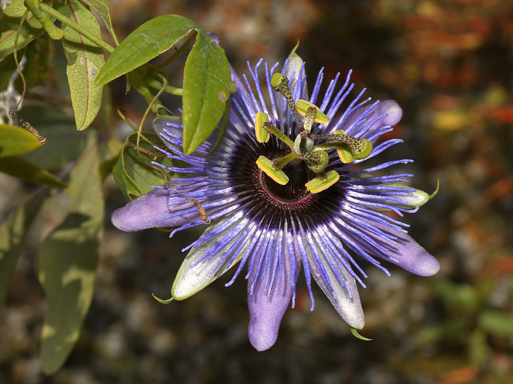 Passiflora.jpg