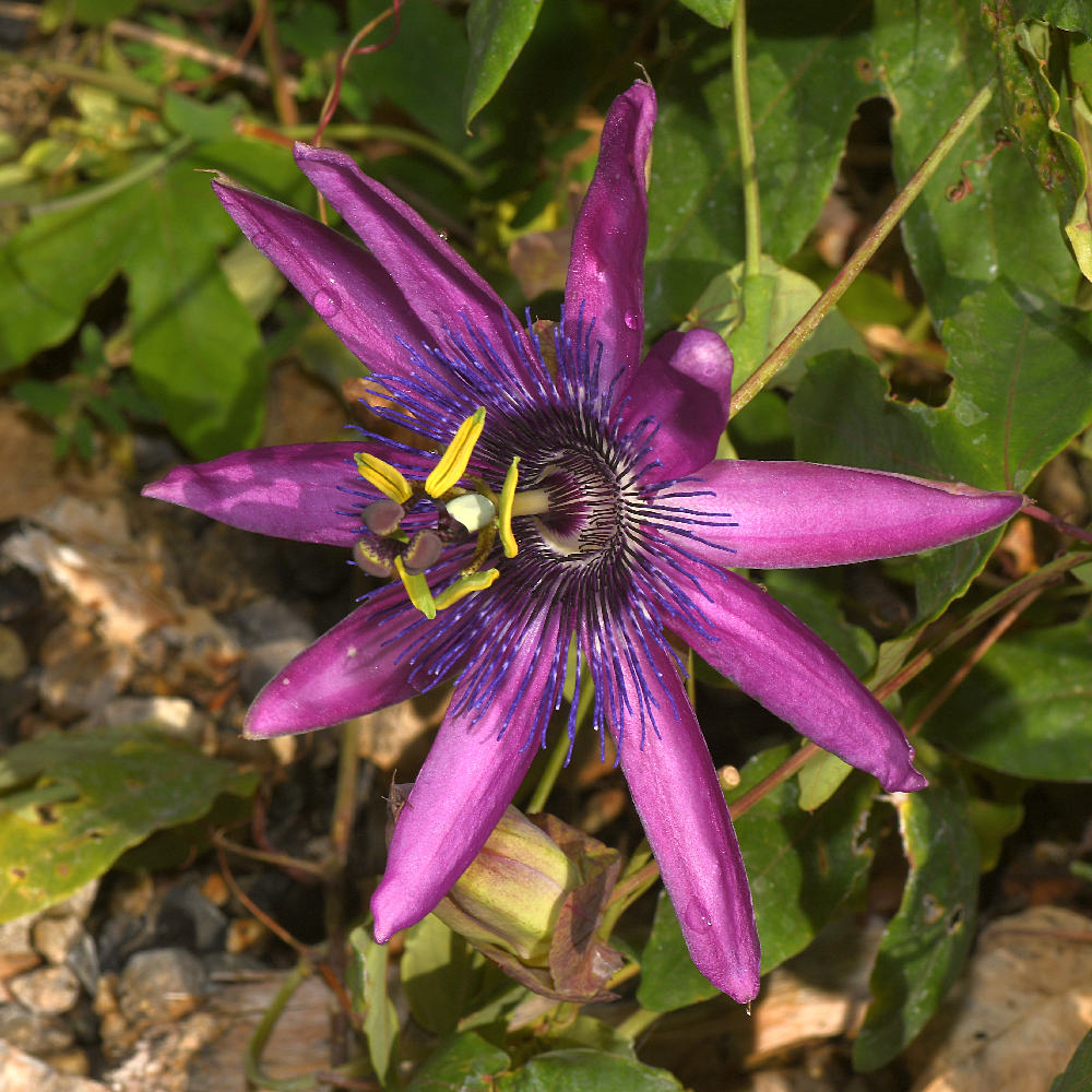 Passiflora.jpg
