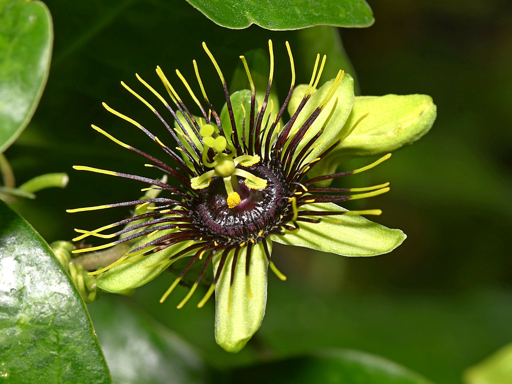 Passiflora.jpg