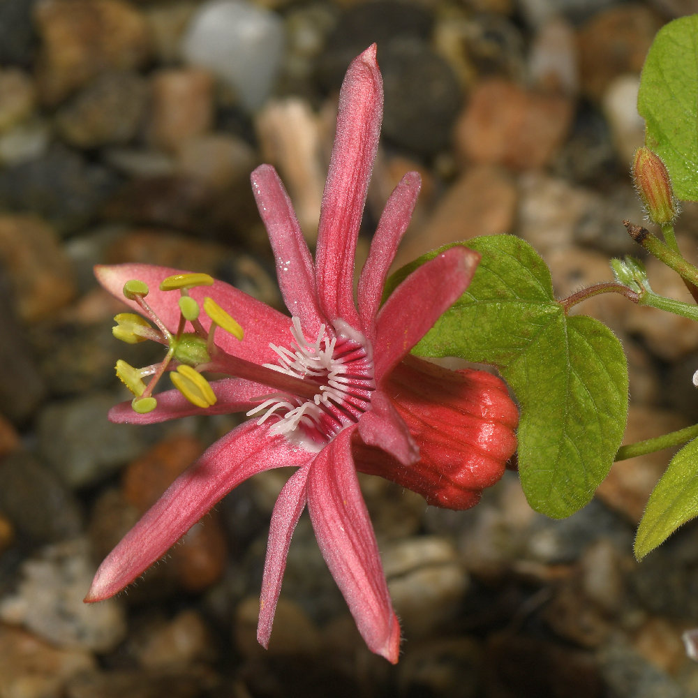 Passiflora.jpg