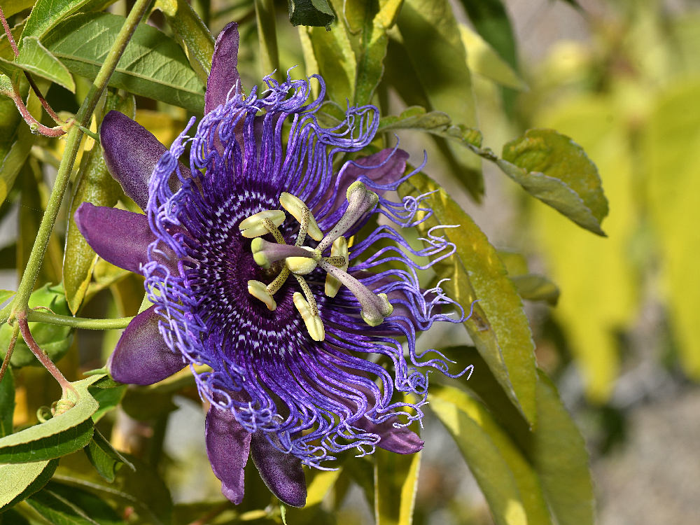 Passiflora.jpg