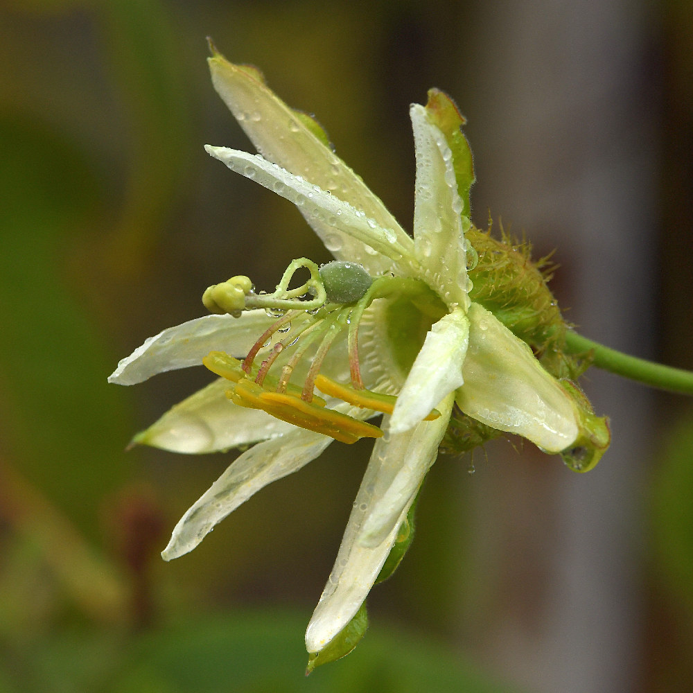 Passiflora.jpg